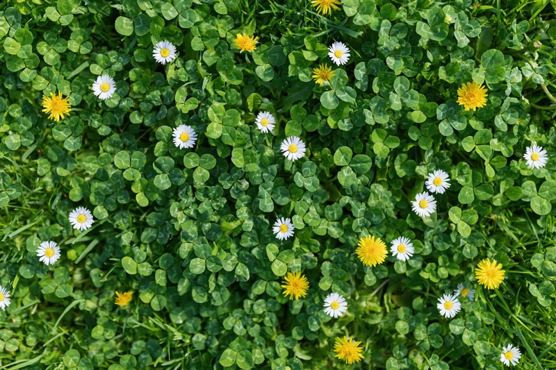 Overhead view of a lawn with scattered white daisies and yellow flowers among green clover leaves