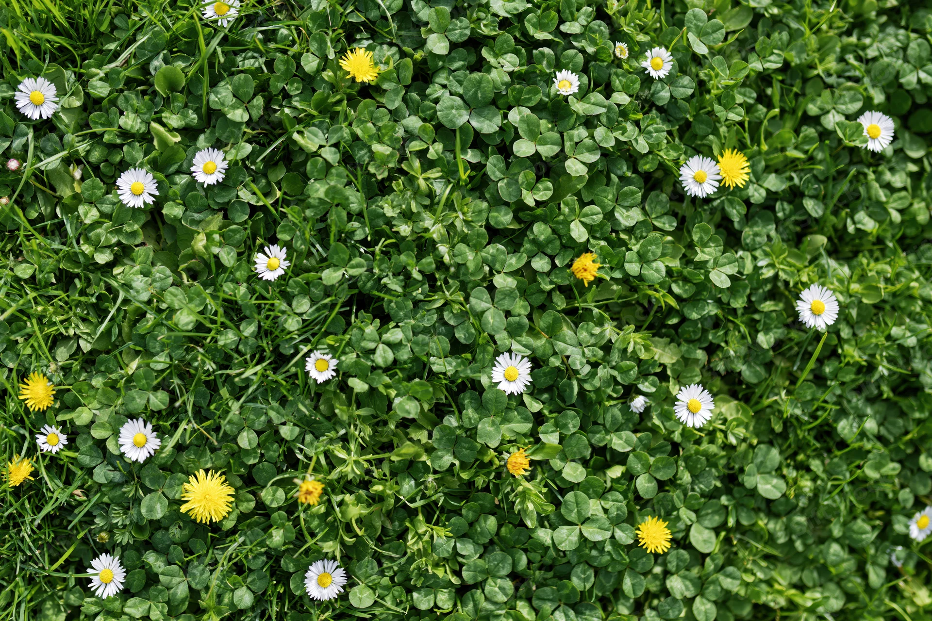 Overhead view of a green lawn covered with white daisies and yellow clover flowers