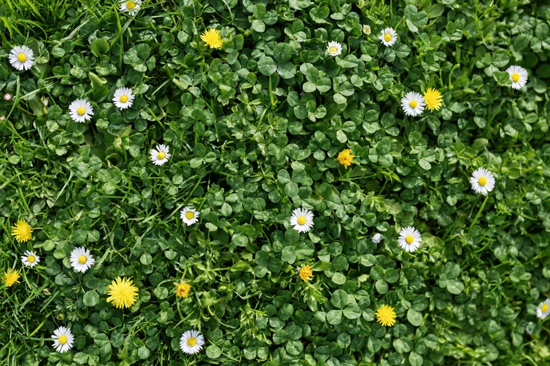 Overhead view of a green lawn covered with white daisies and yellow clover flowers