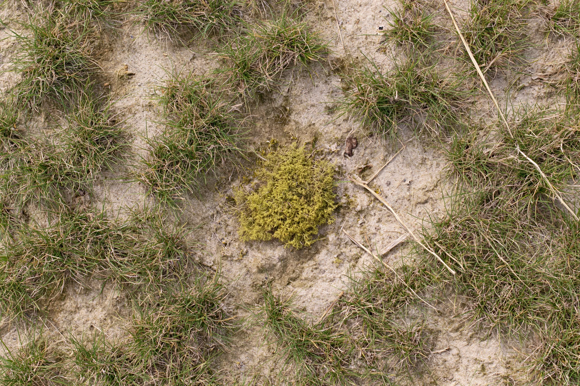 Patchy dry sandy ground with sparse grass clumps and exposed soil