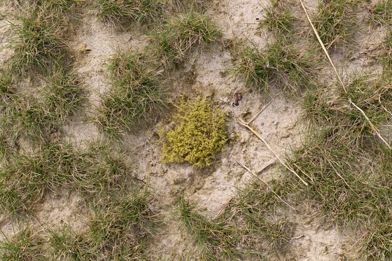 Patchy dry sandy ground with sparse grass clumps and exposed soil