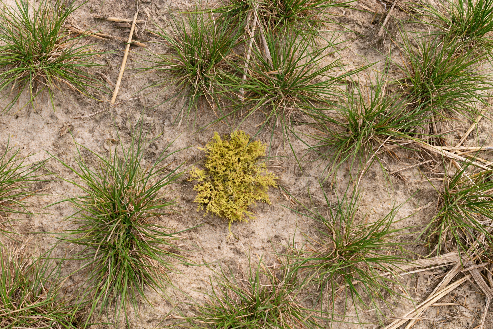 Sparse grass clumps growing in exposed sandy soil with patchy dry ground