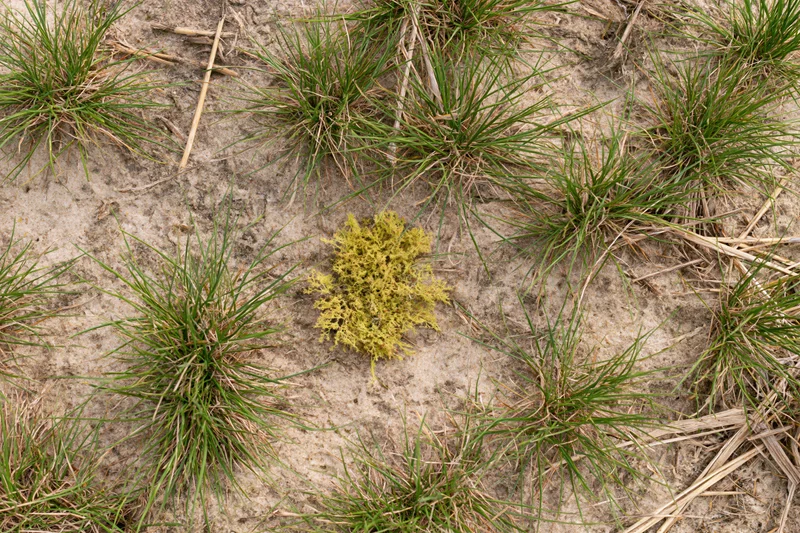 Sparse grass clumps growing in exposed sandy soil with patchy dry ground