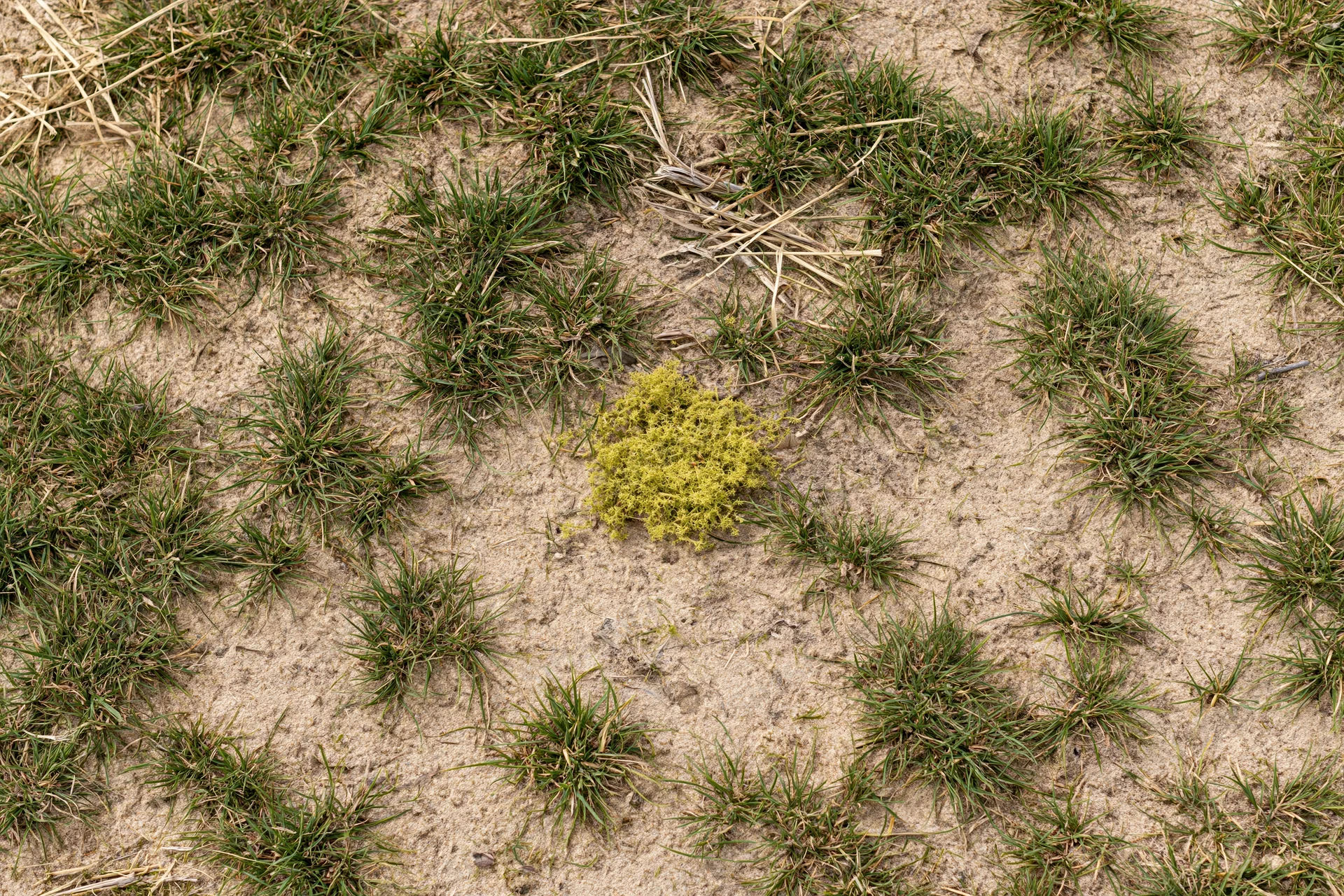 Sparse grass clumps growing in exposed sandy soil with scattered dry vegetation