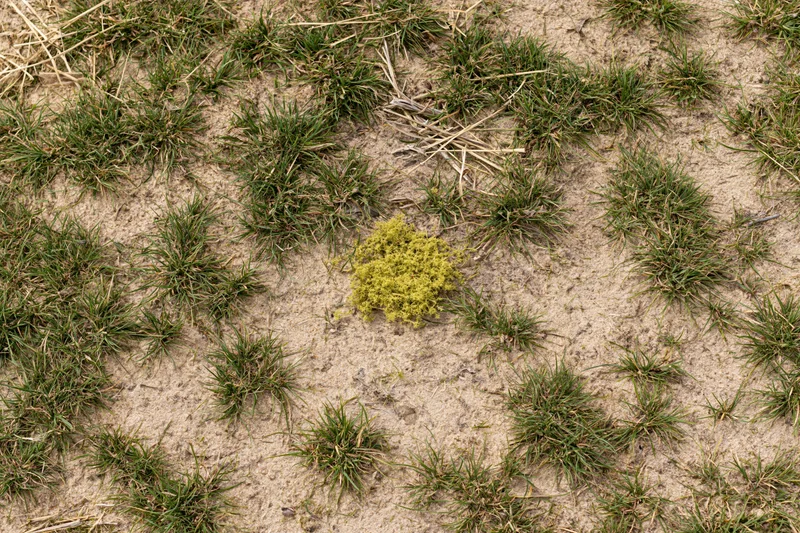 Sparse grass clumps growing in exposed sandy soil with scattered dry vegetation