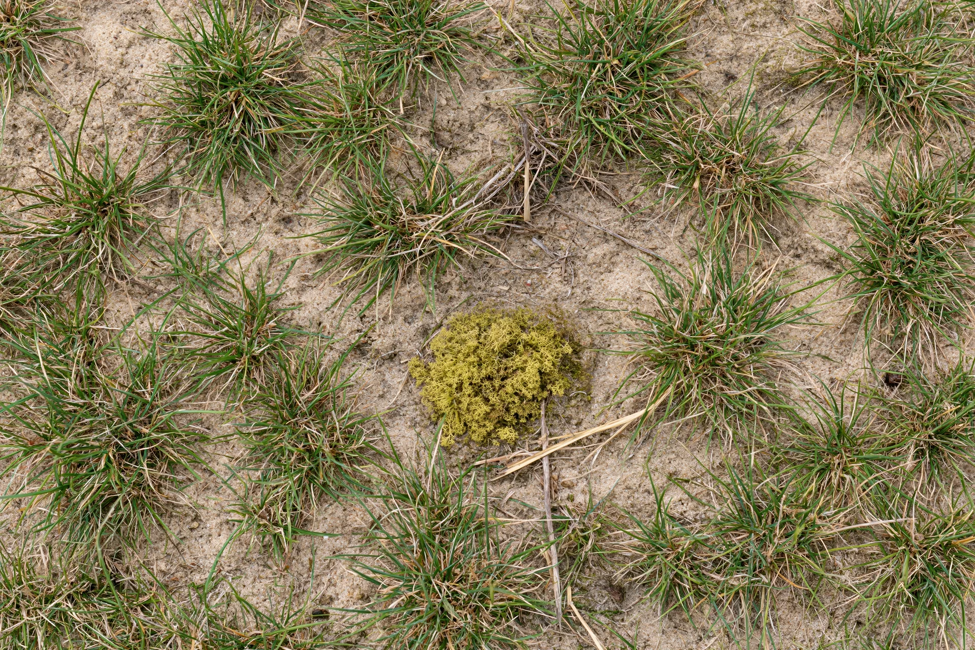 Sparse grass clumps growing in exposed sandy soil with patches of moss