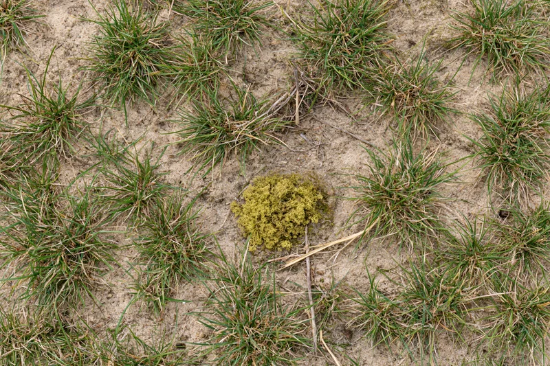 Sparse grass clumps growing in exposed sandy soil with patches of moss