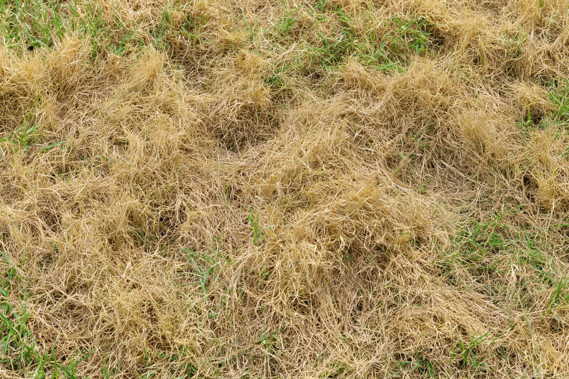Patchy lawn with dry brown and green grass viewed from above