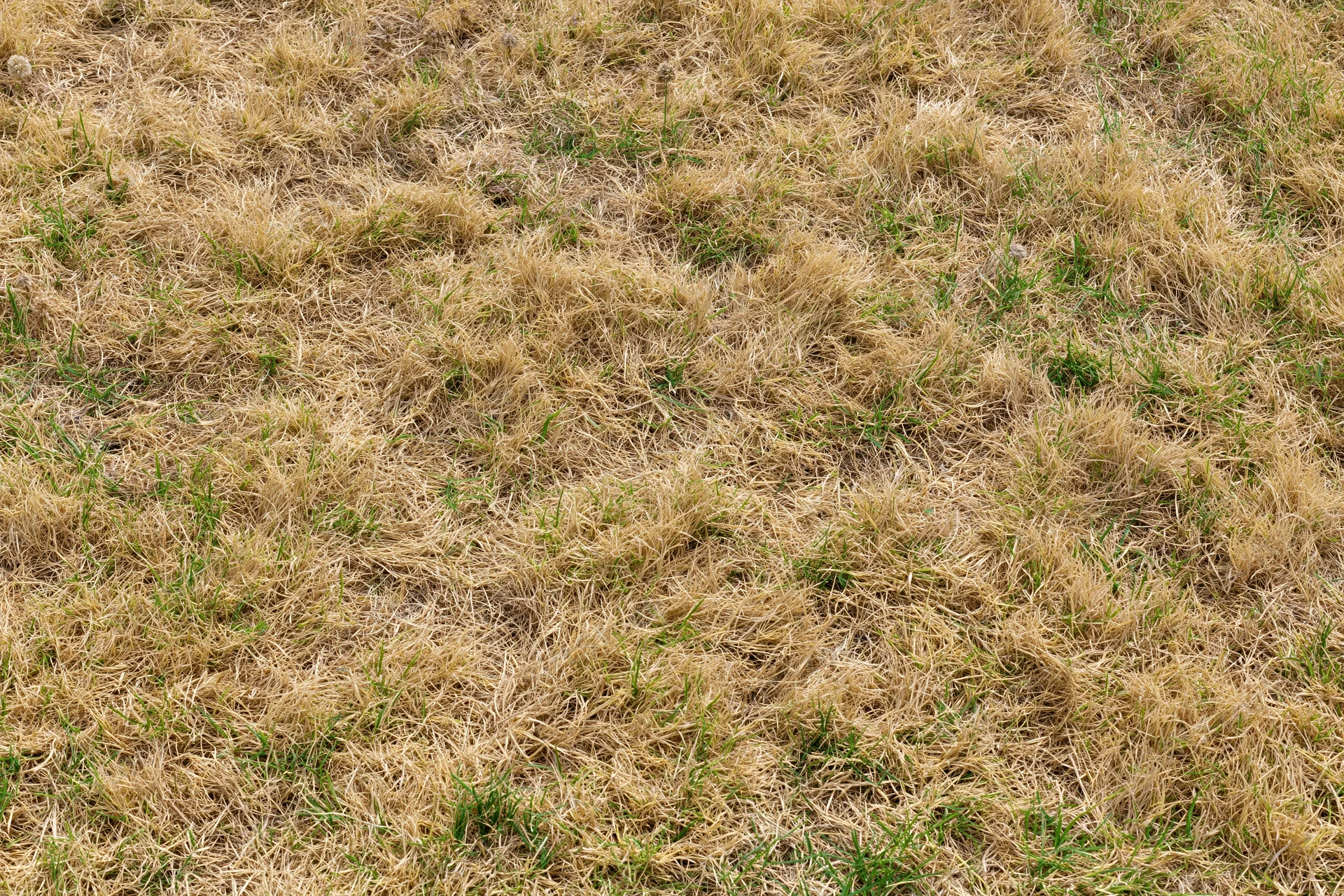 Patchy dry and green grass covering the ground in a lawn viewed from above