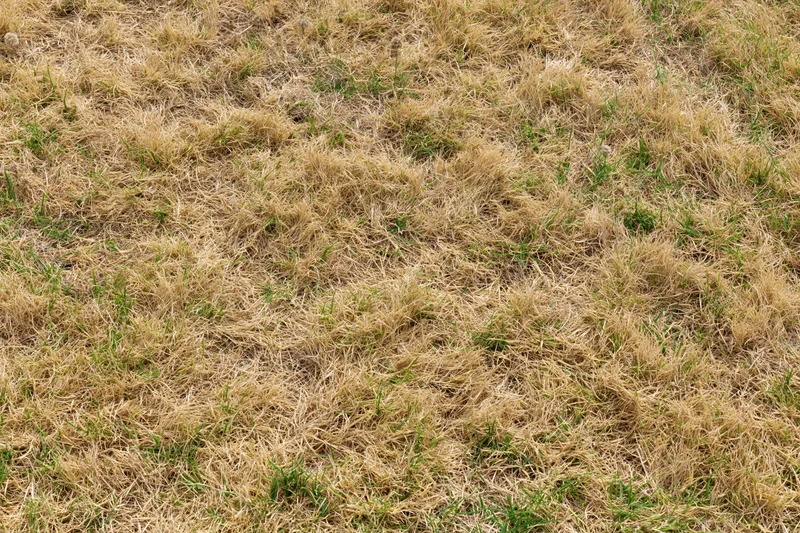 Patchy dry and green grass covering the ground in a lawn viewed from above