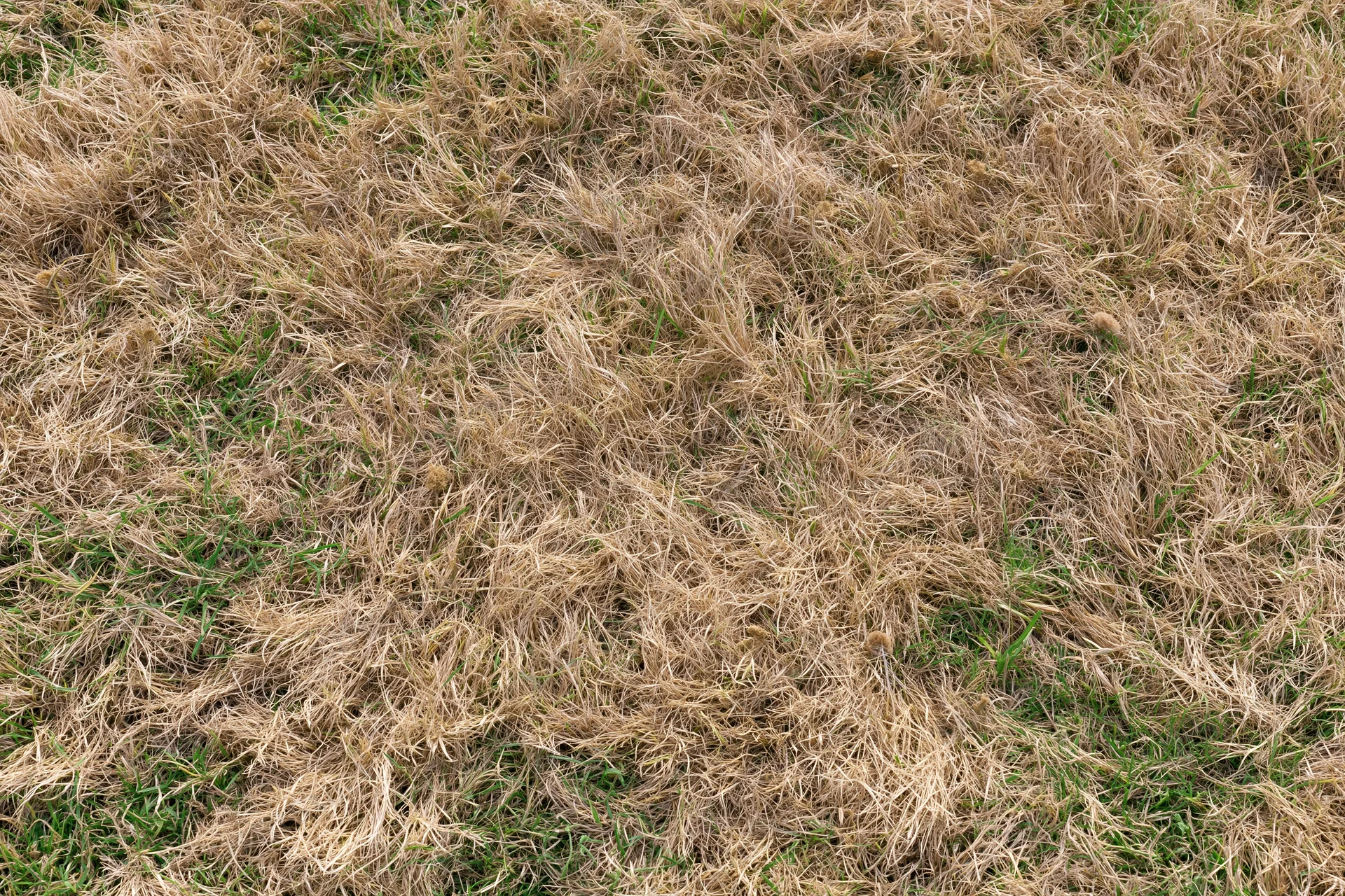 Patchy lawn with dry brown and green grass viewed from above