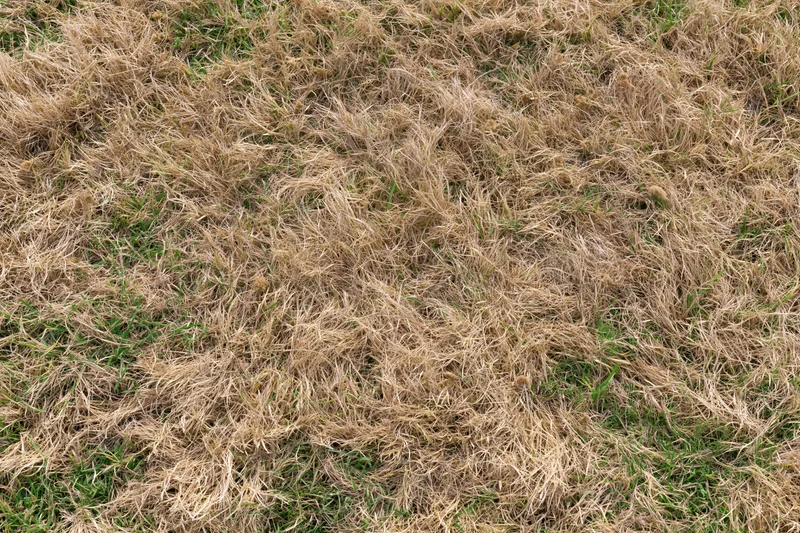 Patchy lawn with dry brown and green grass viewed from above