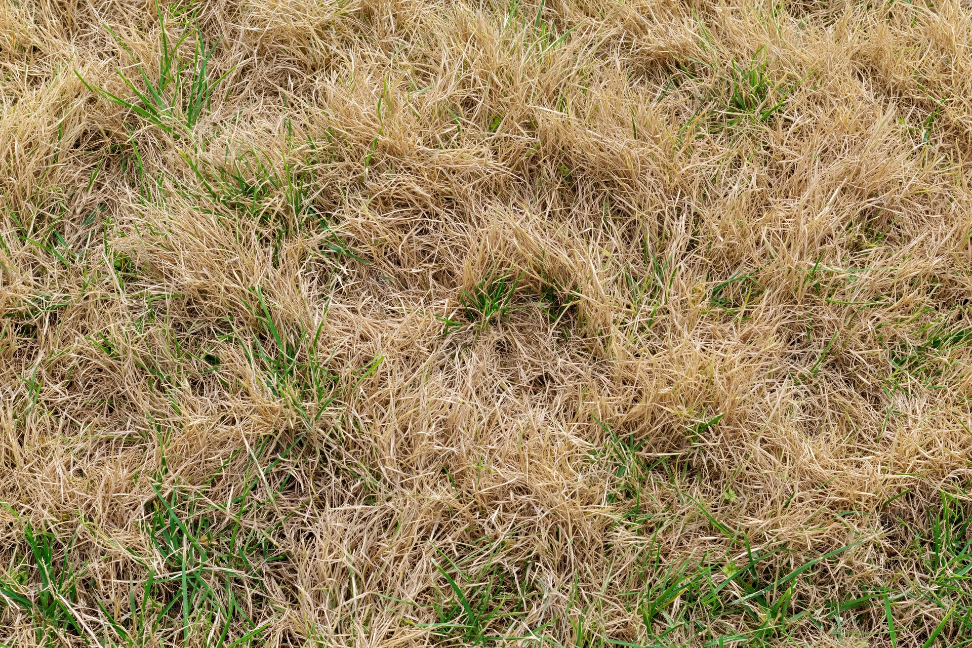 Patchy lawn with dry brown and green grass viewed from above filling the frame
