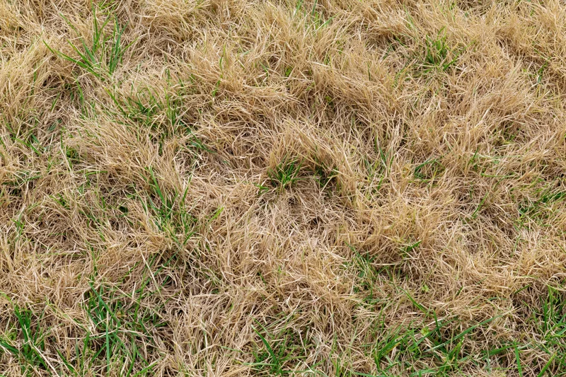 Patchy lawn with dry brown and green grass viewed from above filling the frame