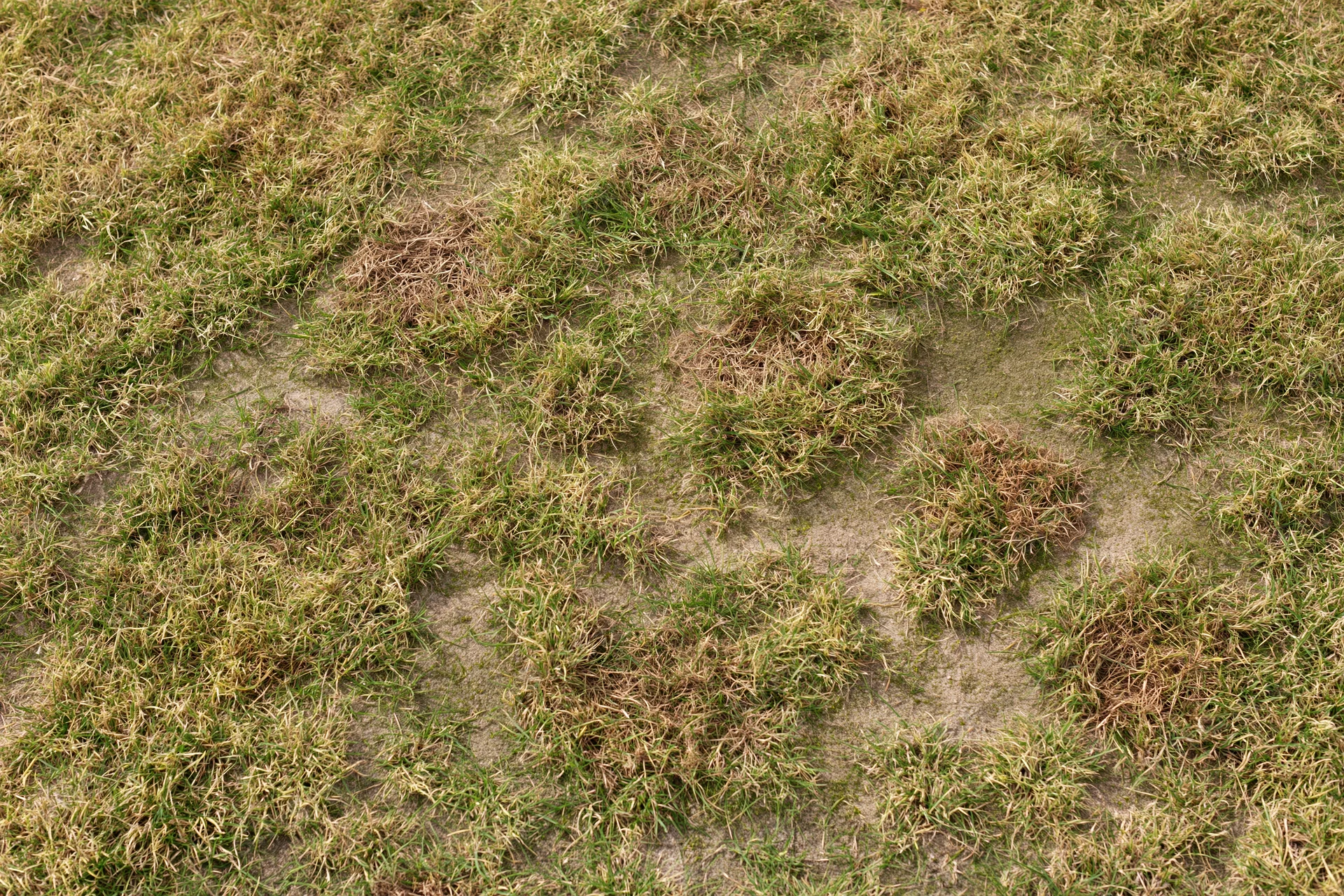 Patchy lawn surface with dry and green grass patches on exposed soil, viewed from directly above