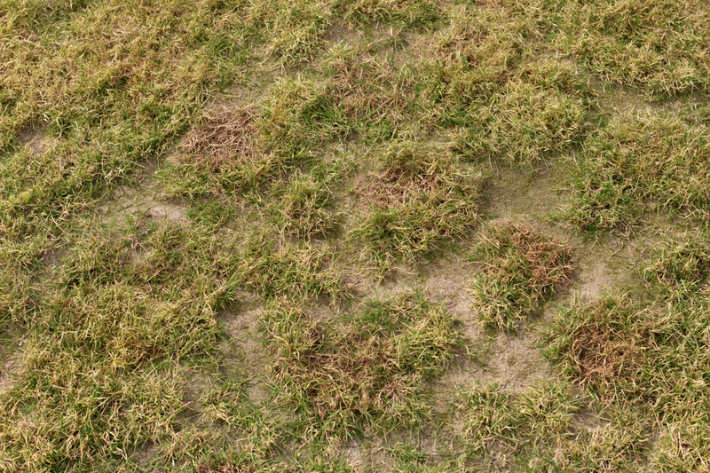 Patchy lawn surface with dry and green grass patches on exposed soil, viewed from directly above