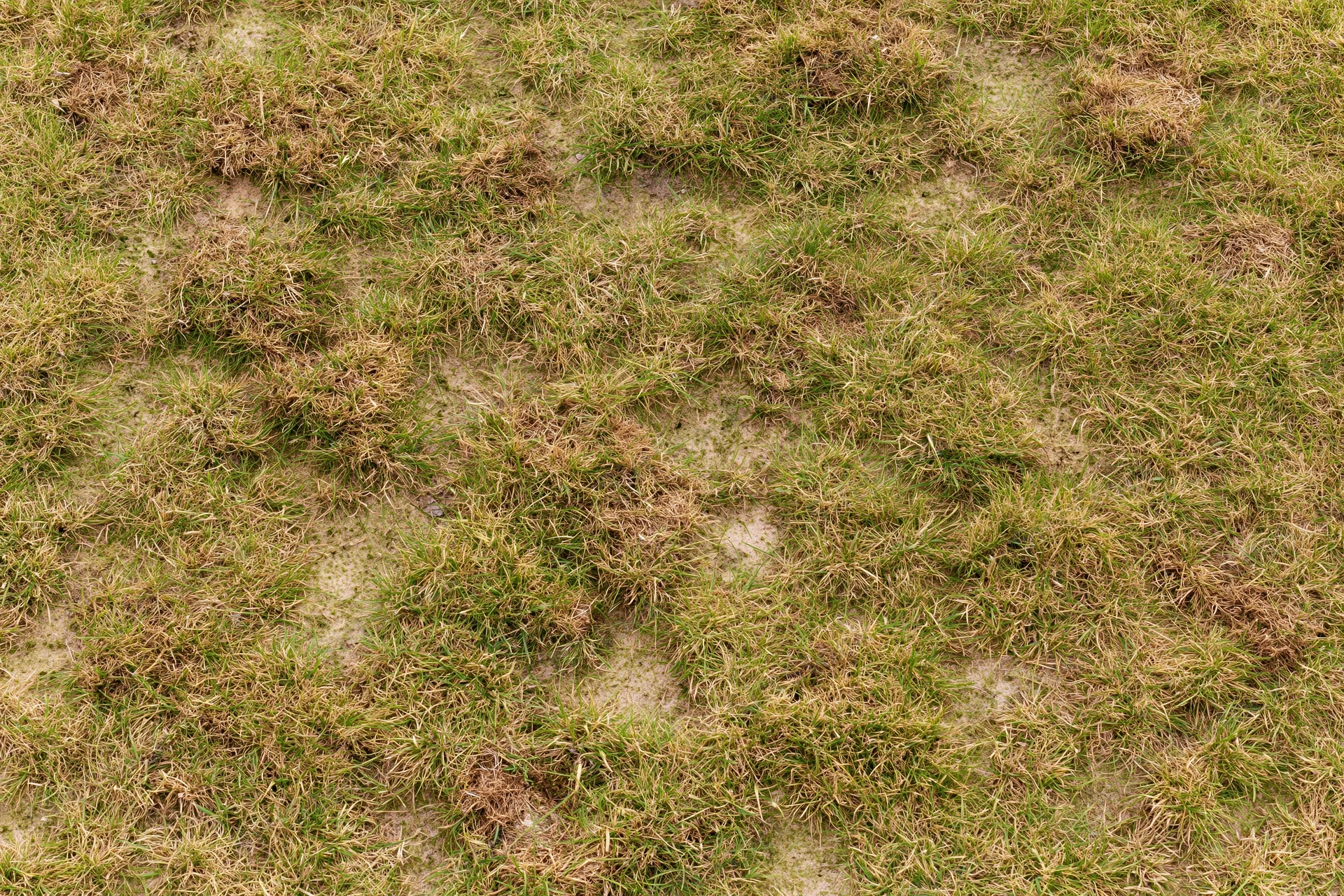 Patchy lawn surface with green and brown grass patches and exposed soil viewed from directly above