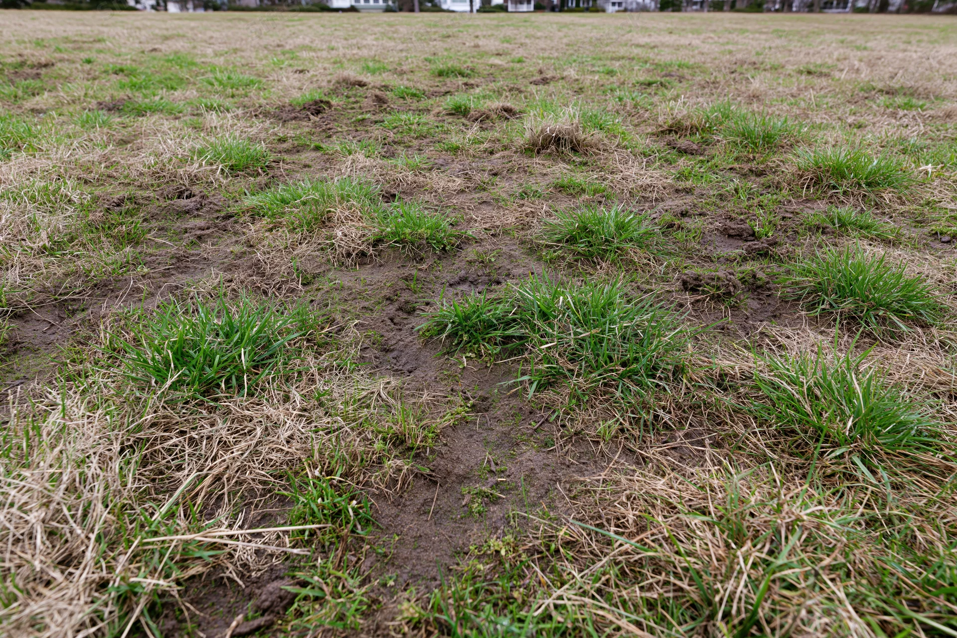 Patchy lawn with uneven green and brown grass coverage on muddy soil