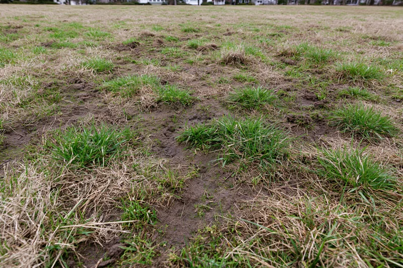 Patchy lawn with uneven green and brown grass coverage on muddy soil