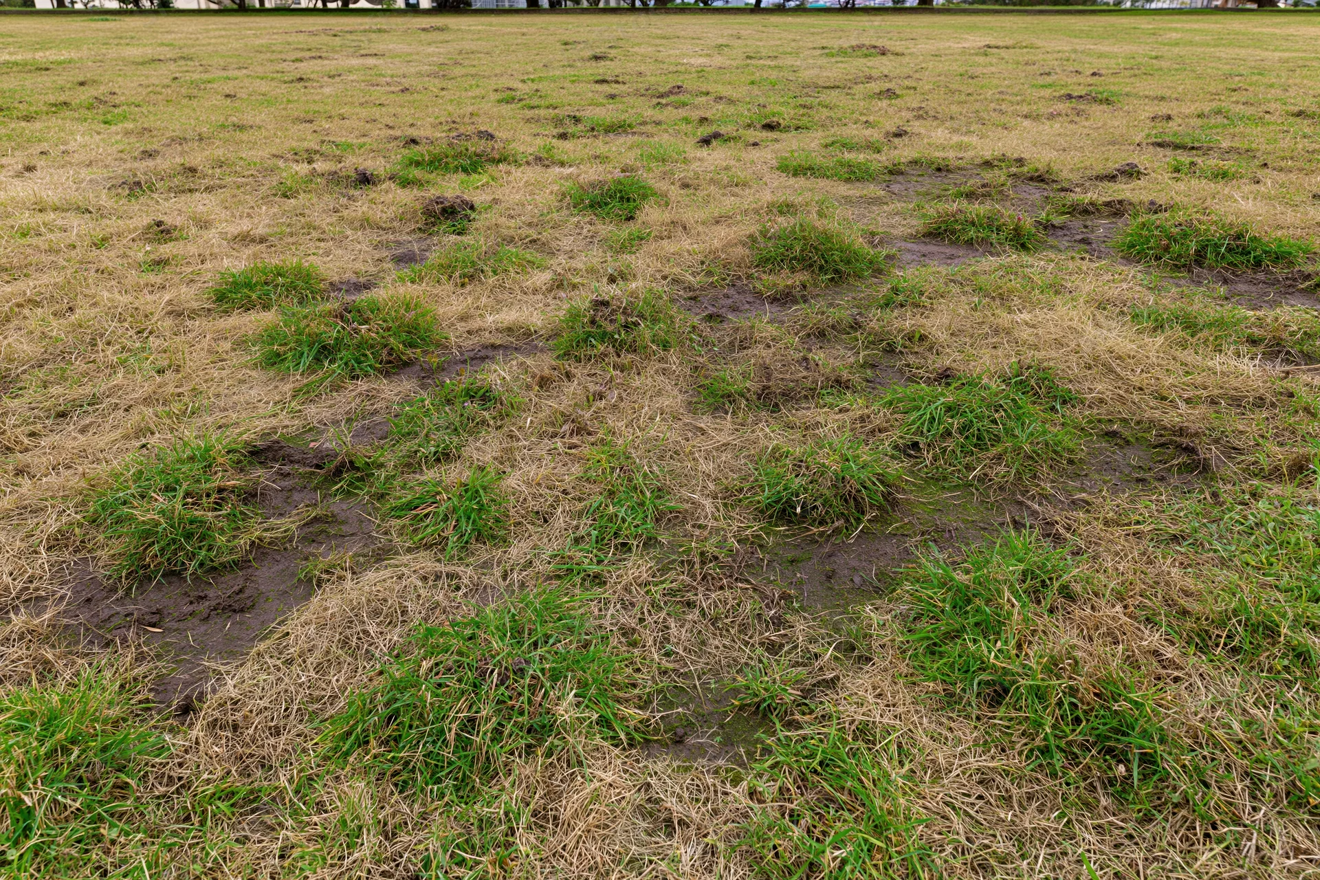 Patchy lawn with green and brown grass clumps in muddy soil across an outdoor field