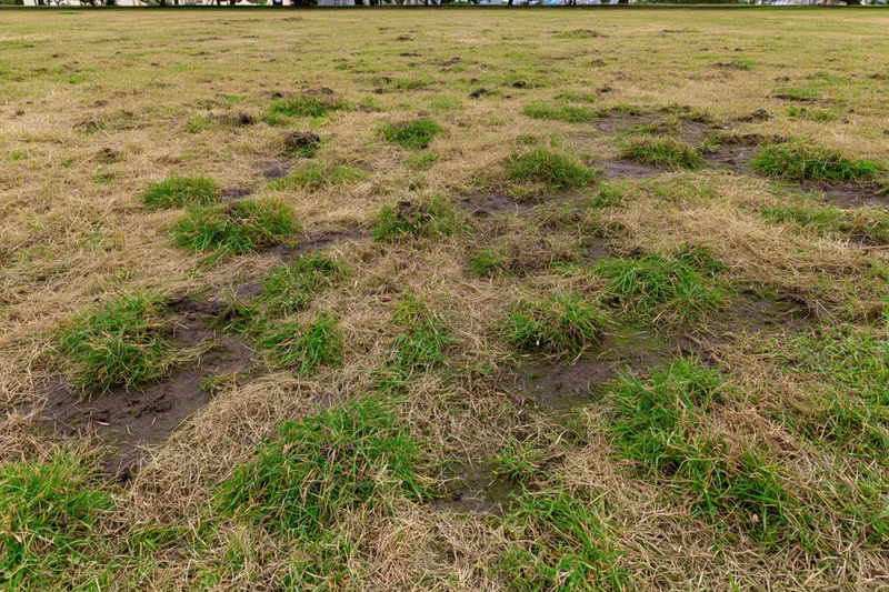 Patchy lawn with green and brown grass clumps in muddy soil across an outdoor field