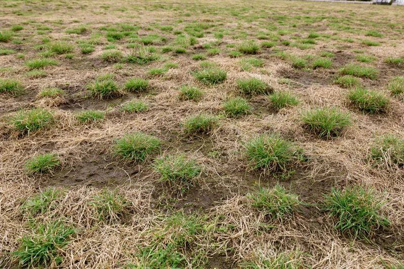 Patchy lawn with uneven green and brown grass clumps on muddy soil