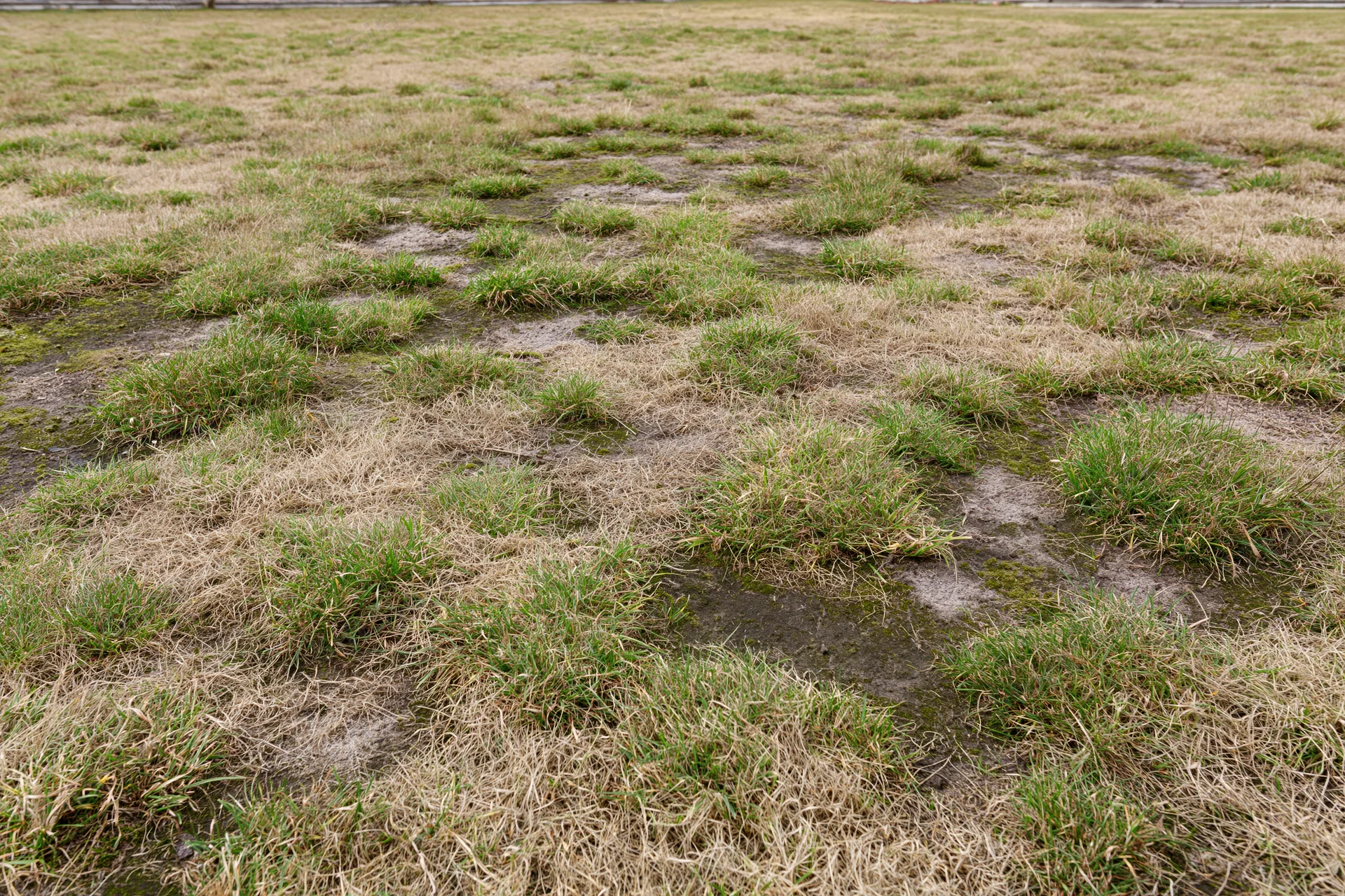 Patchy lawn with uneven green and brown grass clumps over exposed muddy soil
