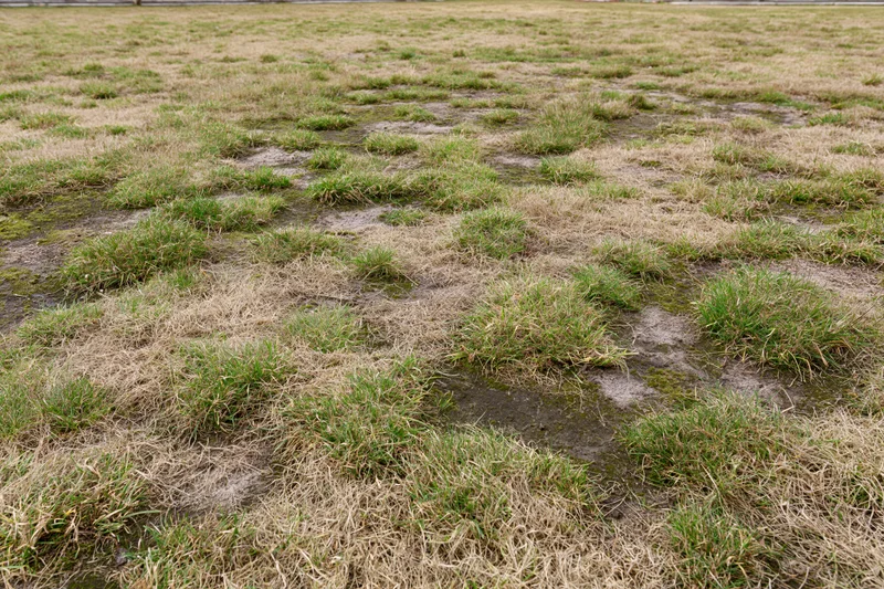 Patchy lawn with uneven green and brown grass clumps over exposed muddy soil