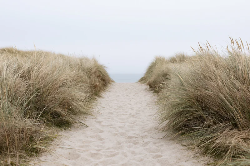 Sandy path between marram grass-covered dunes leading to the ocean