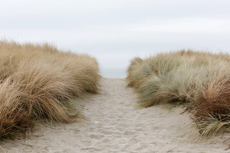 Sandy path between marram grass-covered dunes leading to the ocean shore