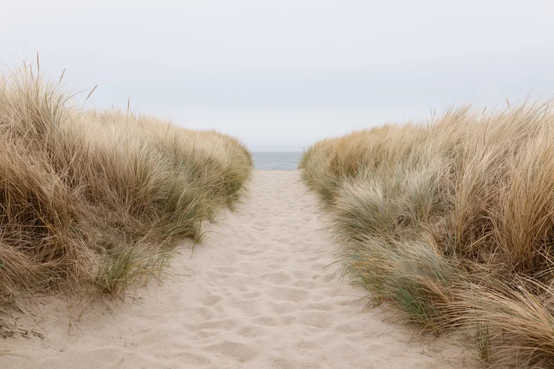 Sandy path between marram grass-covered dunes leading to the ocean