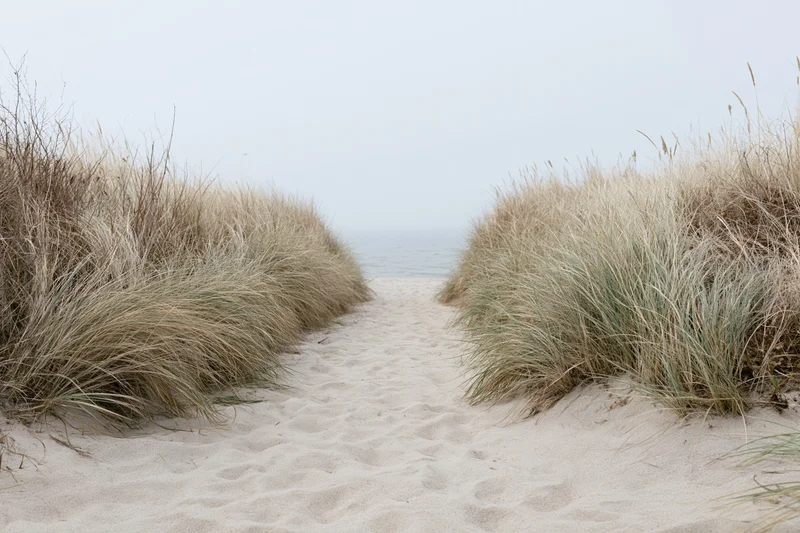 Sandy path between marram grass-covered dunes leading to the ocean shoreline