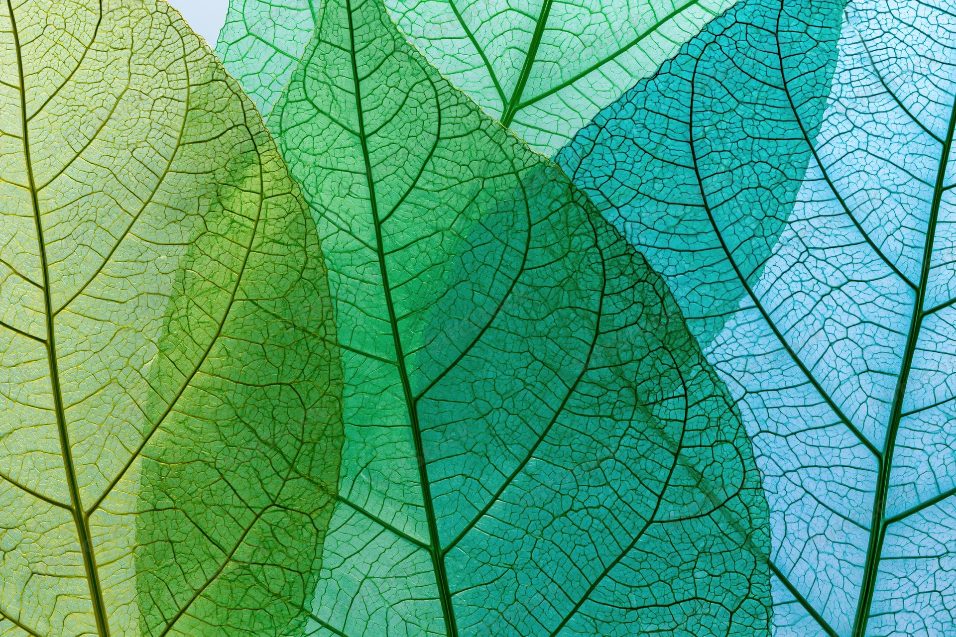 Translucent skeletonized leaves overlapping in gradient hues from green to blue, revealing intricate vein networks