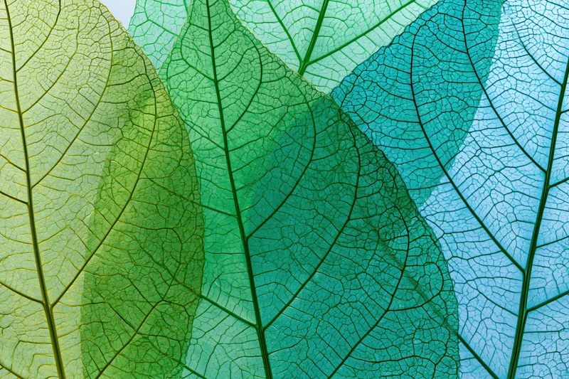 Translucent skeletonized leaves overlapping in gradient hues from green to blue, revealing intricate vein networks
