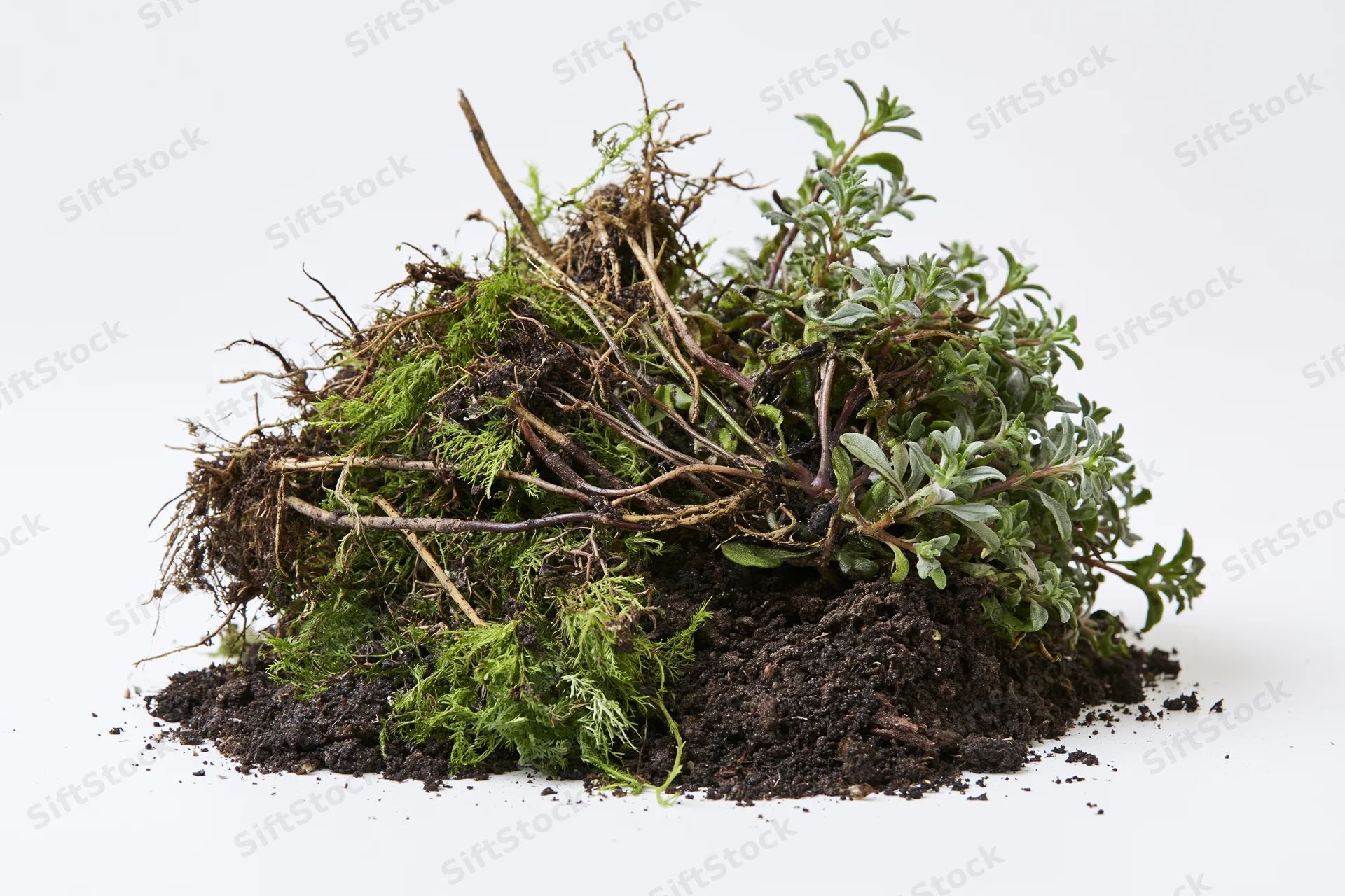 Uprooted wild plants and moss clump resting on soil against white background
