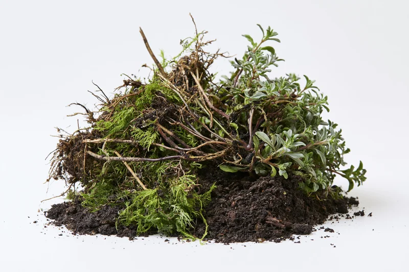 Uprooted wild plants and moss clump resting on soil against white background