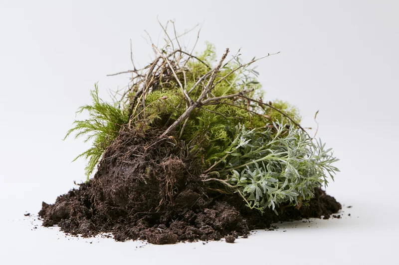 Uprooted clump of wild plants and moss with exposed roots on white background
