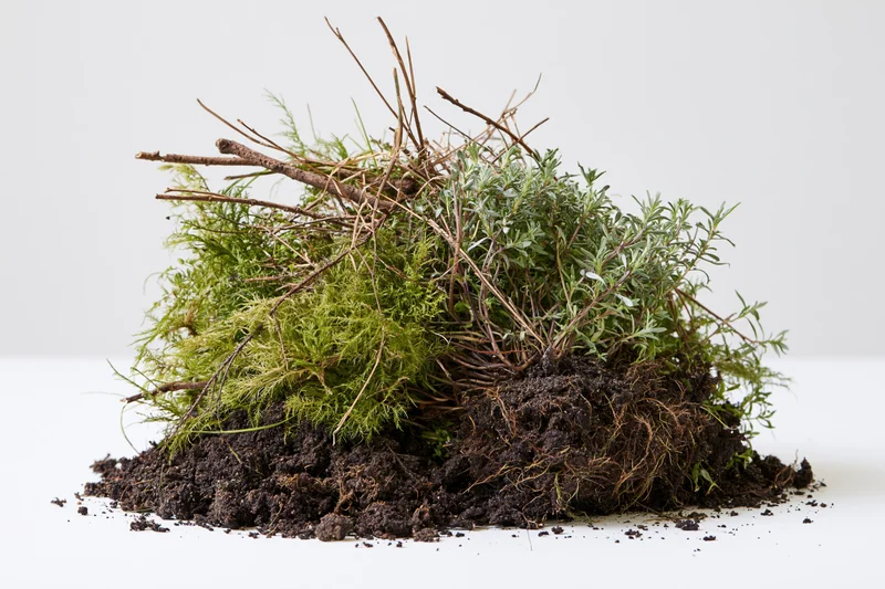 Uprooted clump of wild plants and moss with exposed roots on white surface
