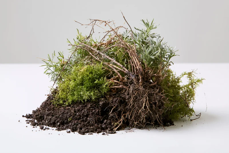 Uprooted clump of wild plants and moss with exposed roots on white surface