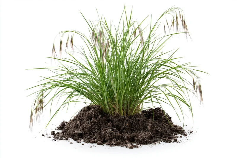 Small clump of wild grass with seed heads growing from soil mound on white background