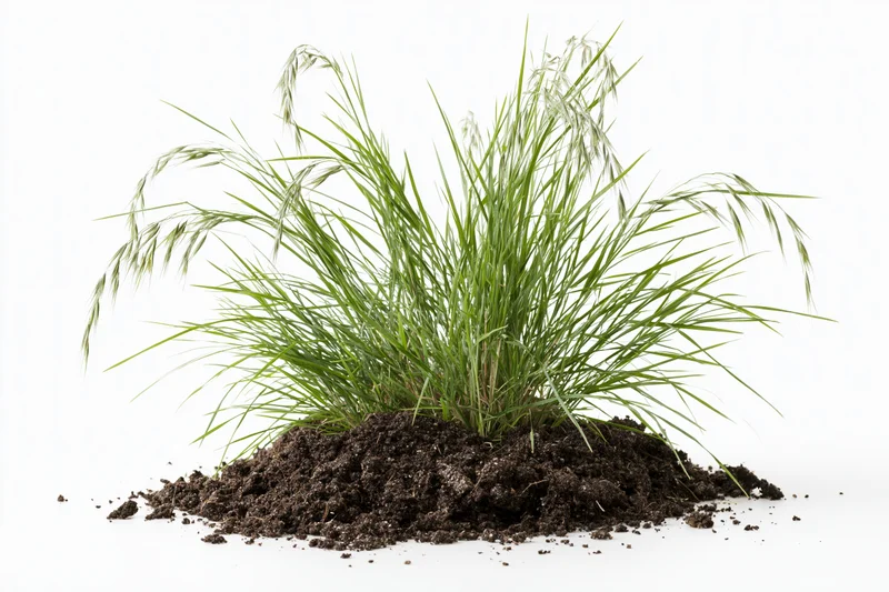 Small clump of wild grass with seed heads growing from soil on white background