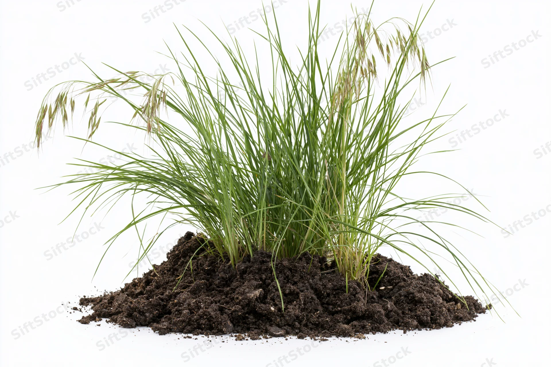 Small clump of wild grass with seed heads growing upright from soil mound isolated on white