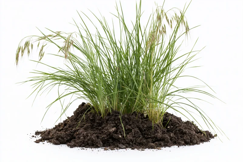 Small clump of wild grass with seed heads growing upright from soil mound isolated on white