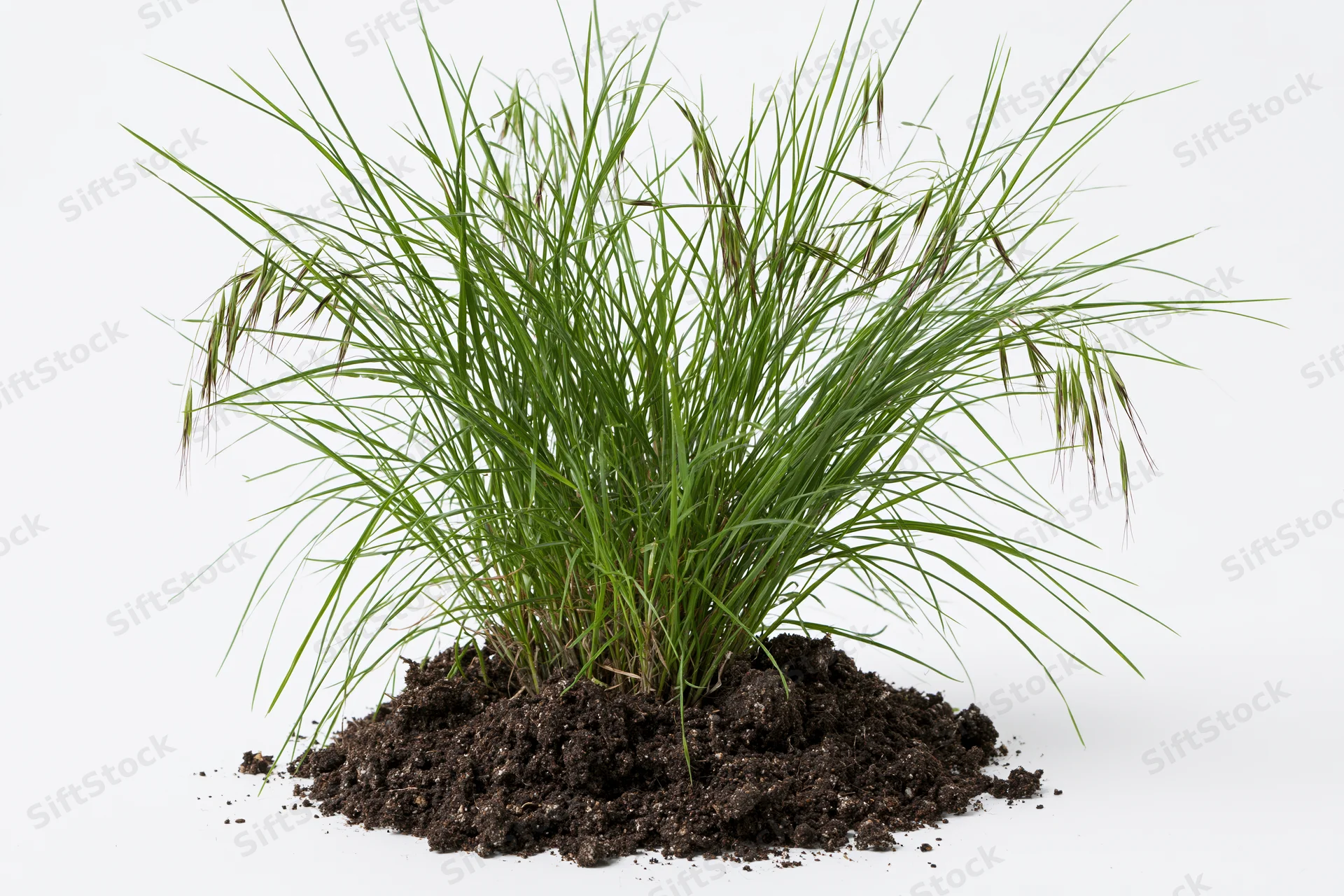 Small clump of wild grass with seed heads growing upright from soil on white background
