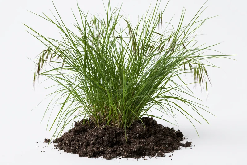 Small clump of wild grass with seed heads growing upright from soil on white background