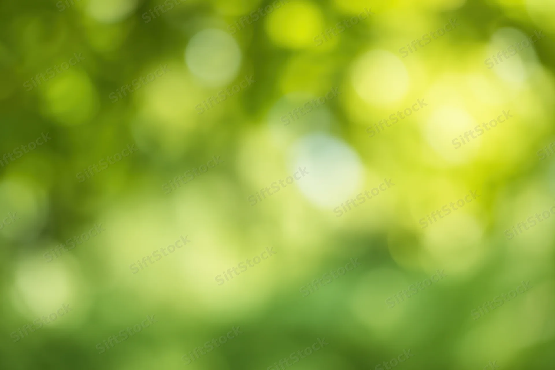 Blurred green foliage with soft bokeh light in natural outdoor setting