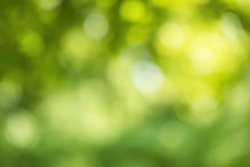 Blurred green foliage with soft bokeh light in natural outdoor setting
