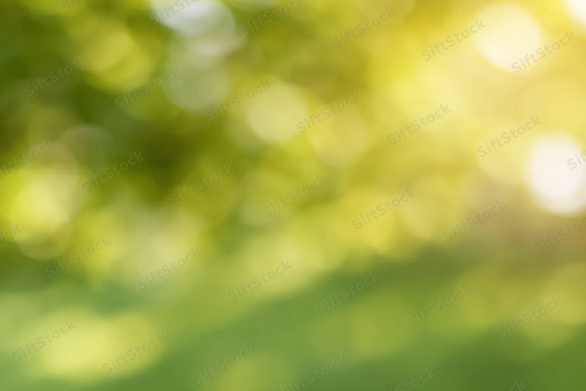 Blurred green foliage with soft sunlight creating bokeh effect in natural outdoor setting