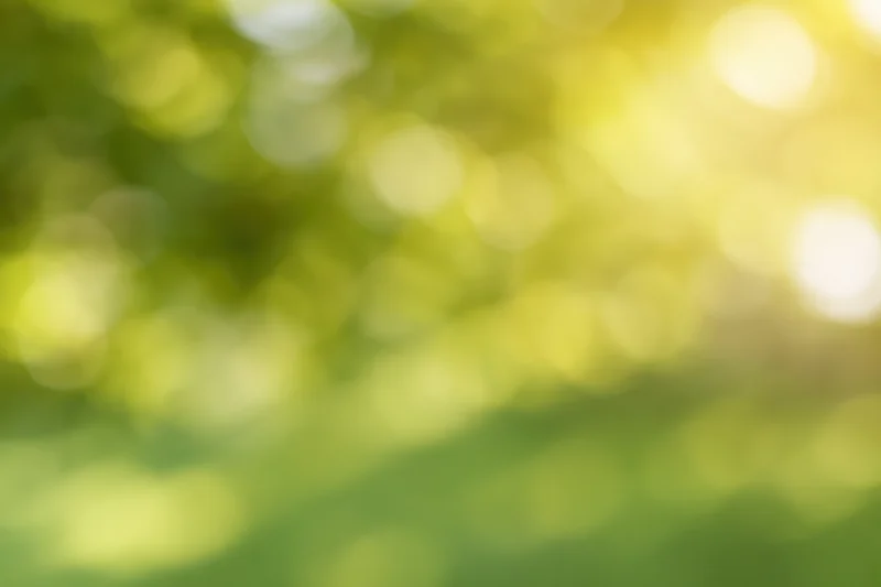 Blurred green foliage with soft sunlight creating bokeh effect in natural outdoor setting