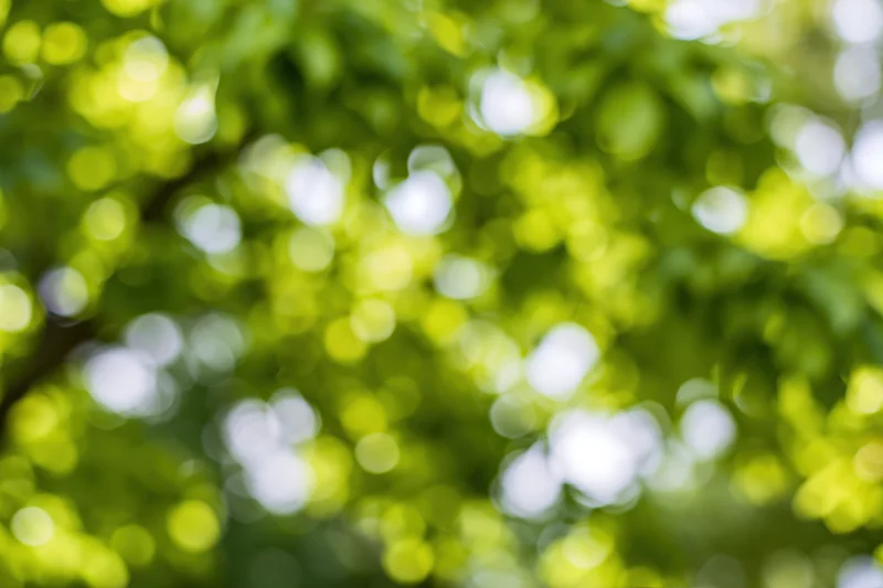 Soft bokeh of sunlit green leaves and foliage in natural outdoor setting